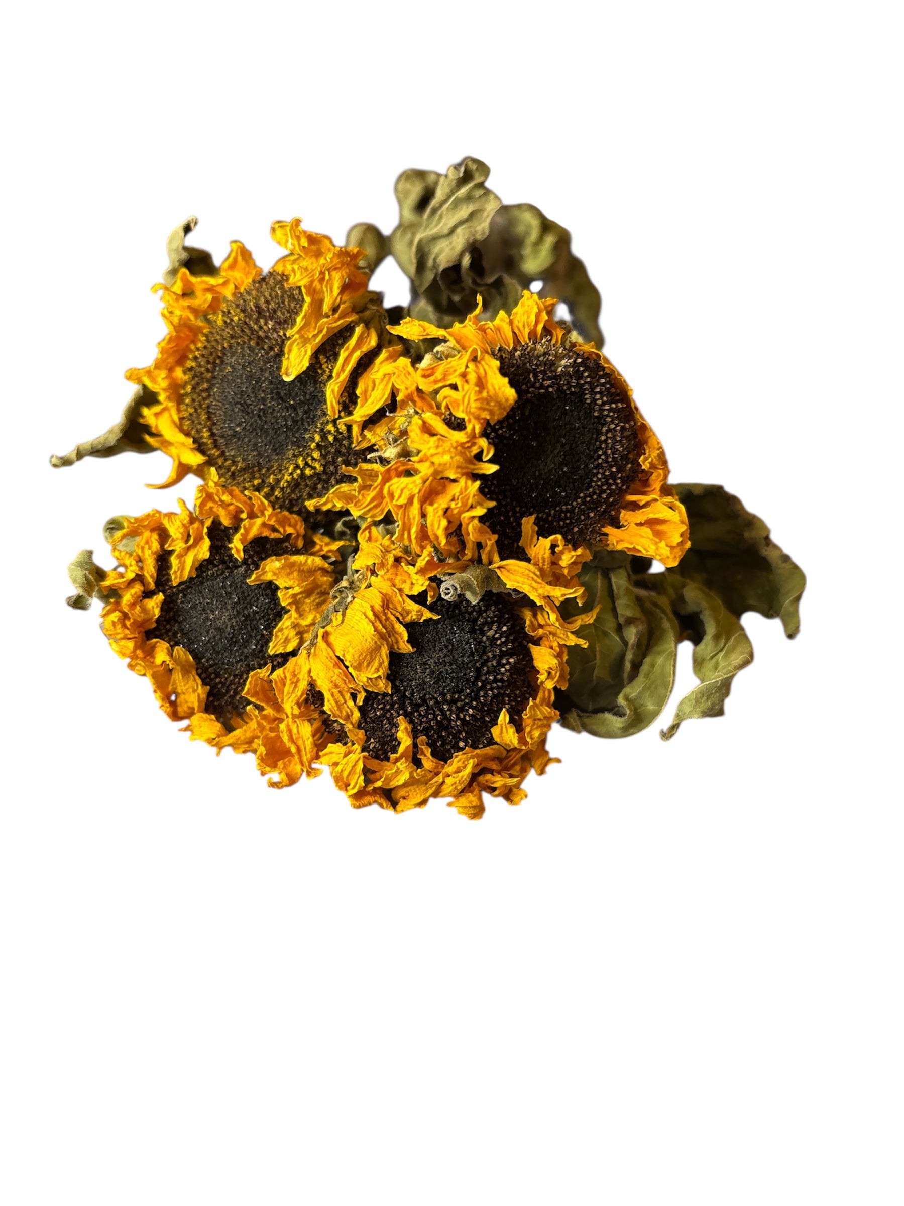 Small Sunflower