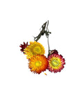 Strawflower spray- orange & red tones