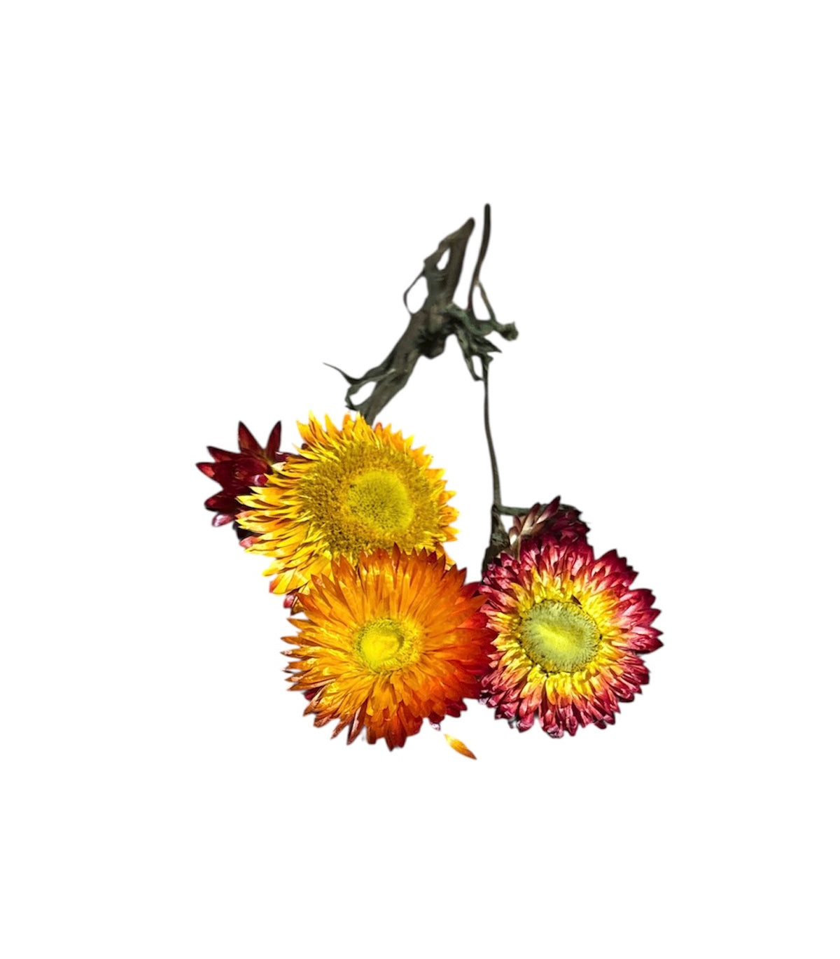 Strawflower spray- orange & red tones