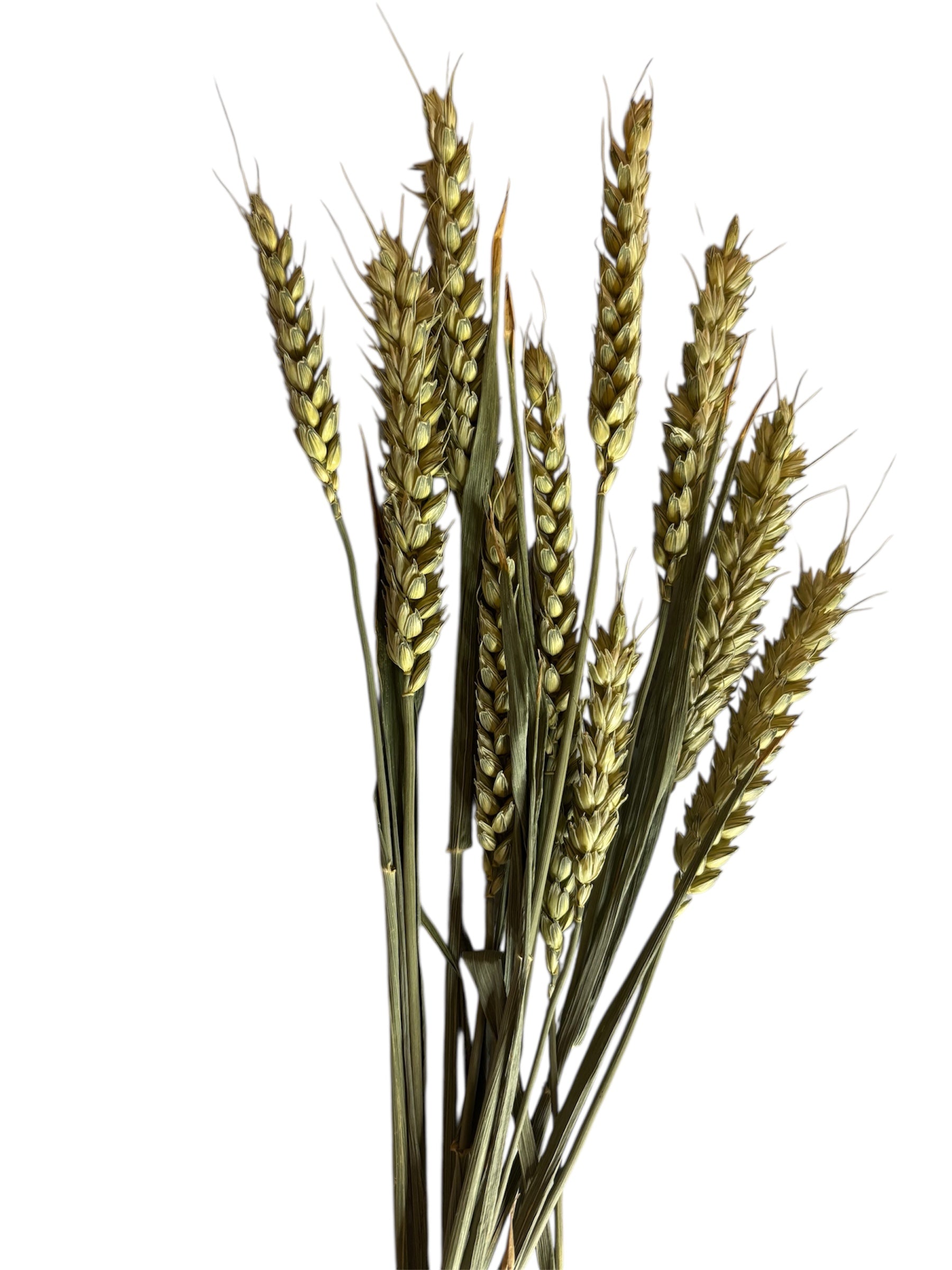 Wheat