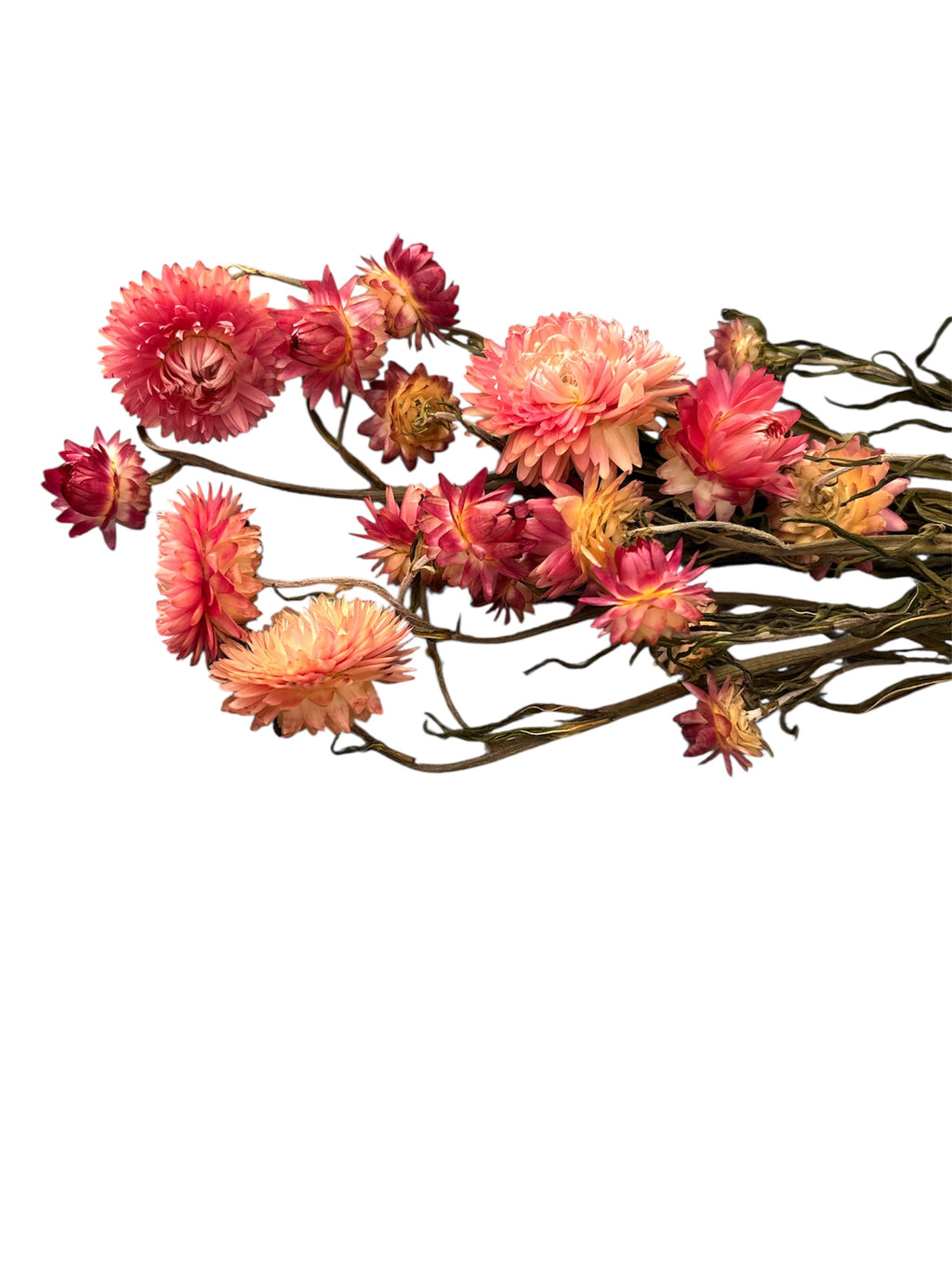 Strawflowers- Pink
