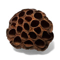 Lotus Head- Large
