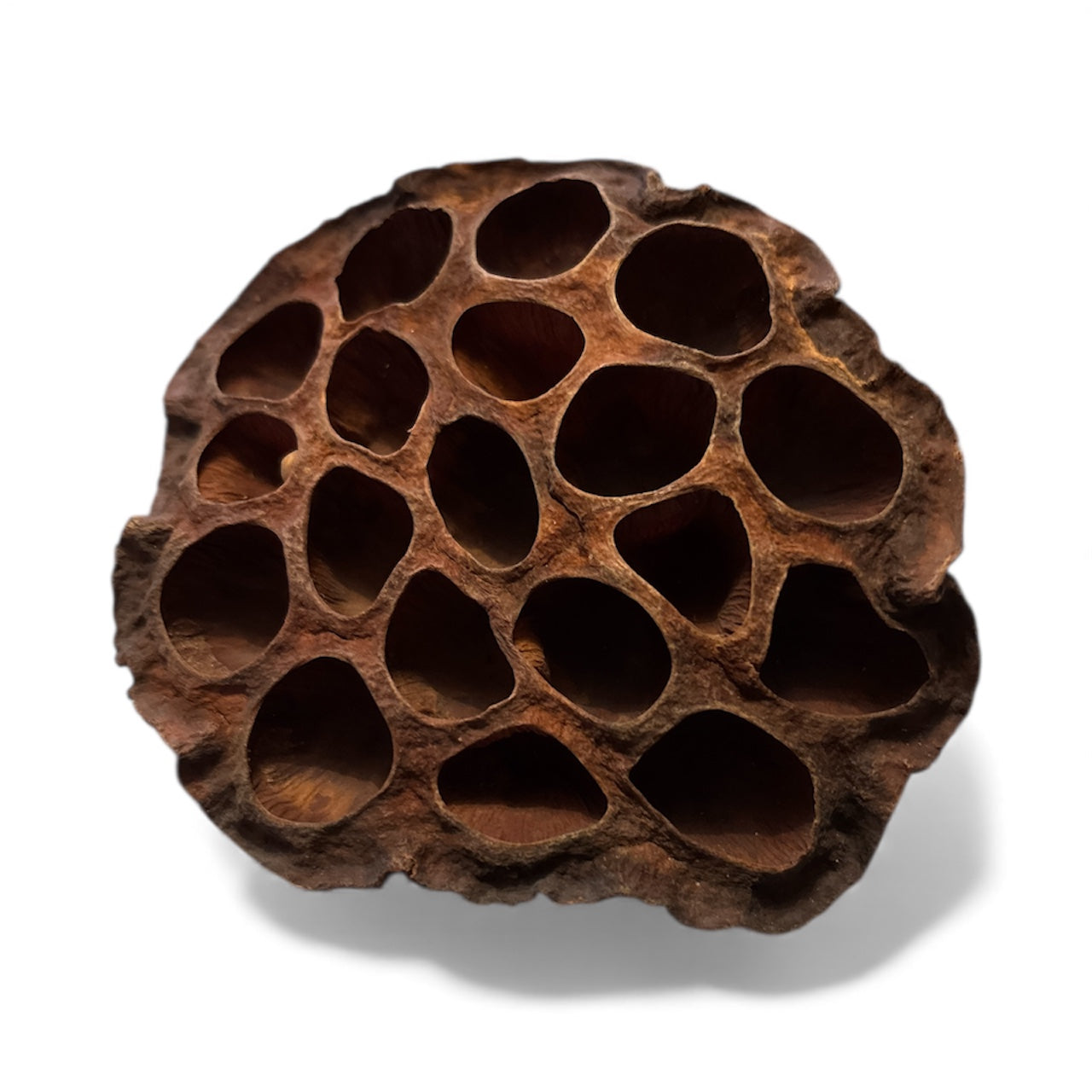 Lotus Head- Large