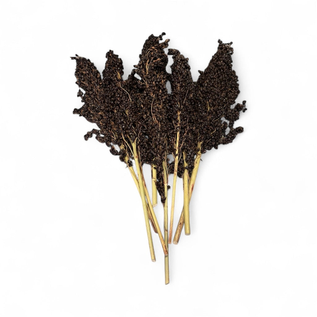 Black Sorghum