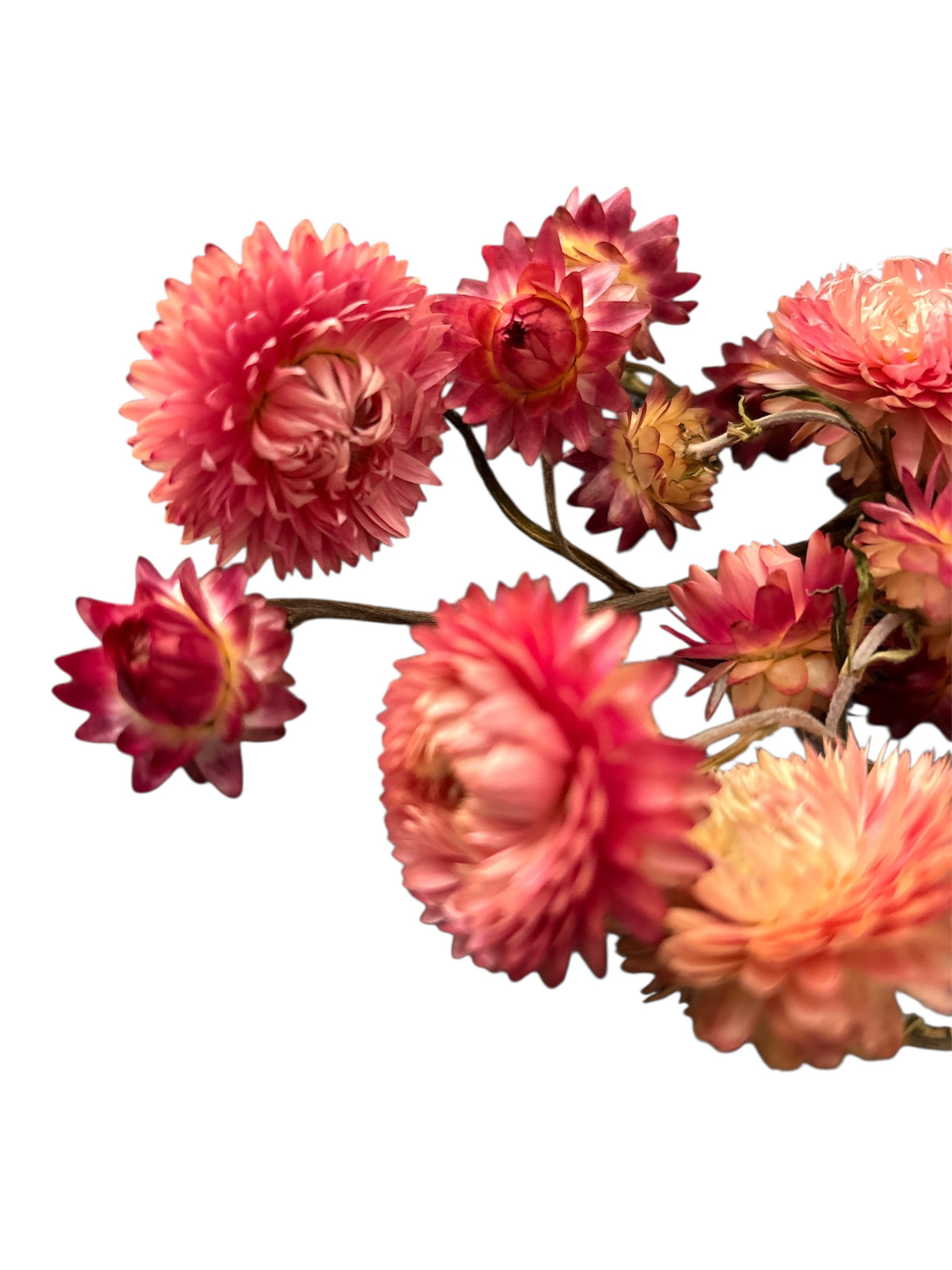 Strawflowers- Pink