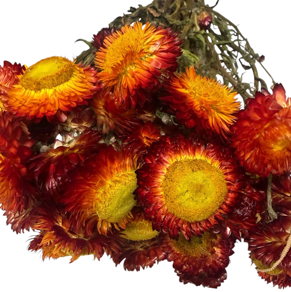 Red, Orange, Yellow Tone Strawflower Sprays for Small Animals | Hamster Enclosure Decoration | 10g