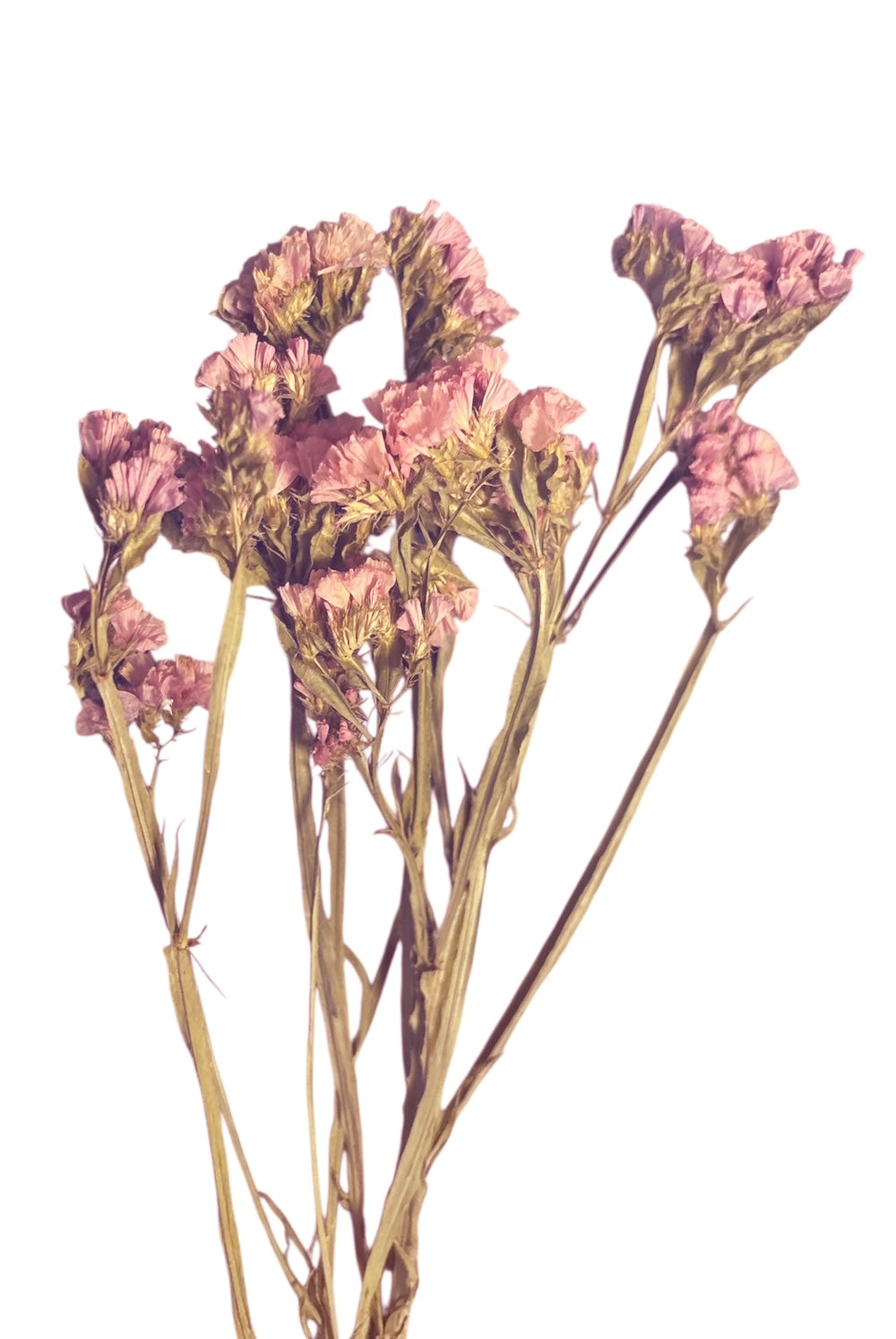 Salmon Statice Flowers