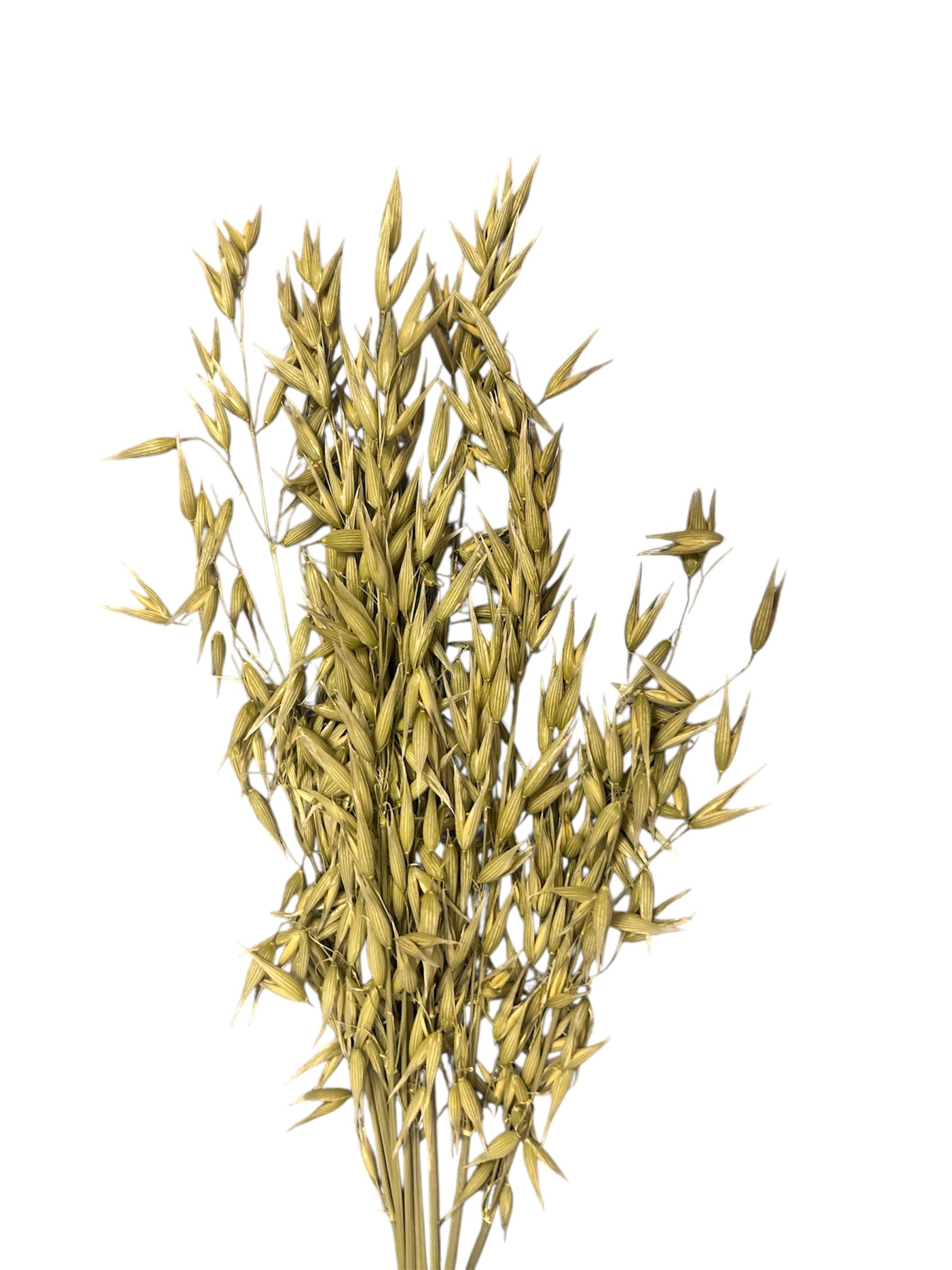 Oat