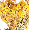 Yellow Statice for Small Animals | 10g | Hamster Enclosure Decoration