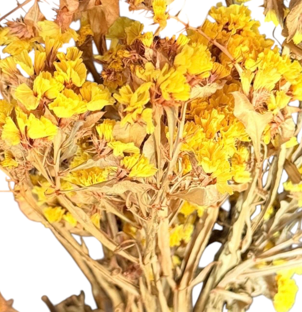 Yellow Statice for Small Animals | 10g | Hamster Enclosure Decoration