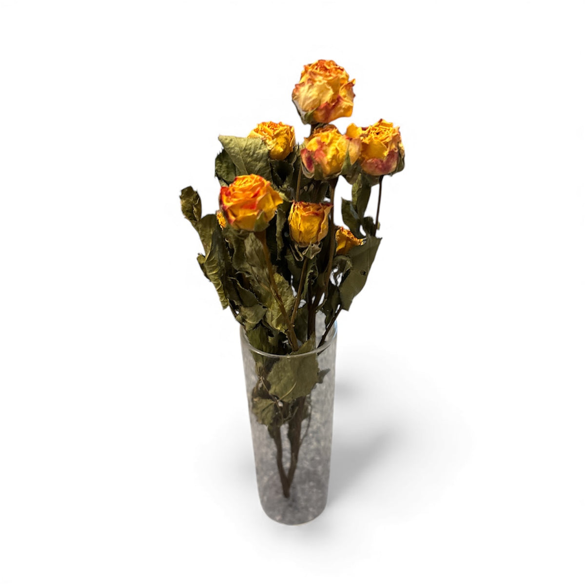 Yellow Rose Stem