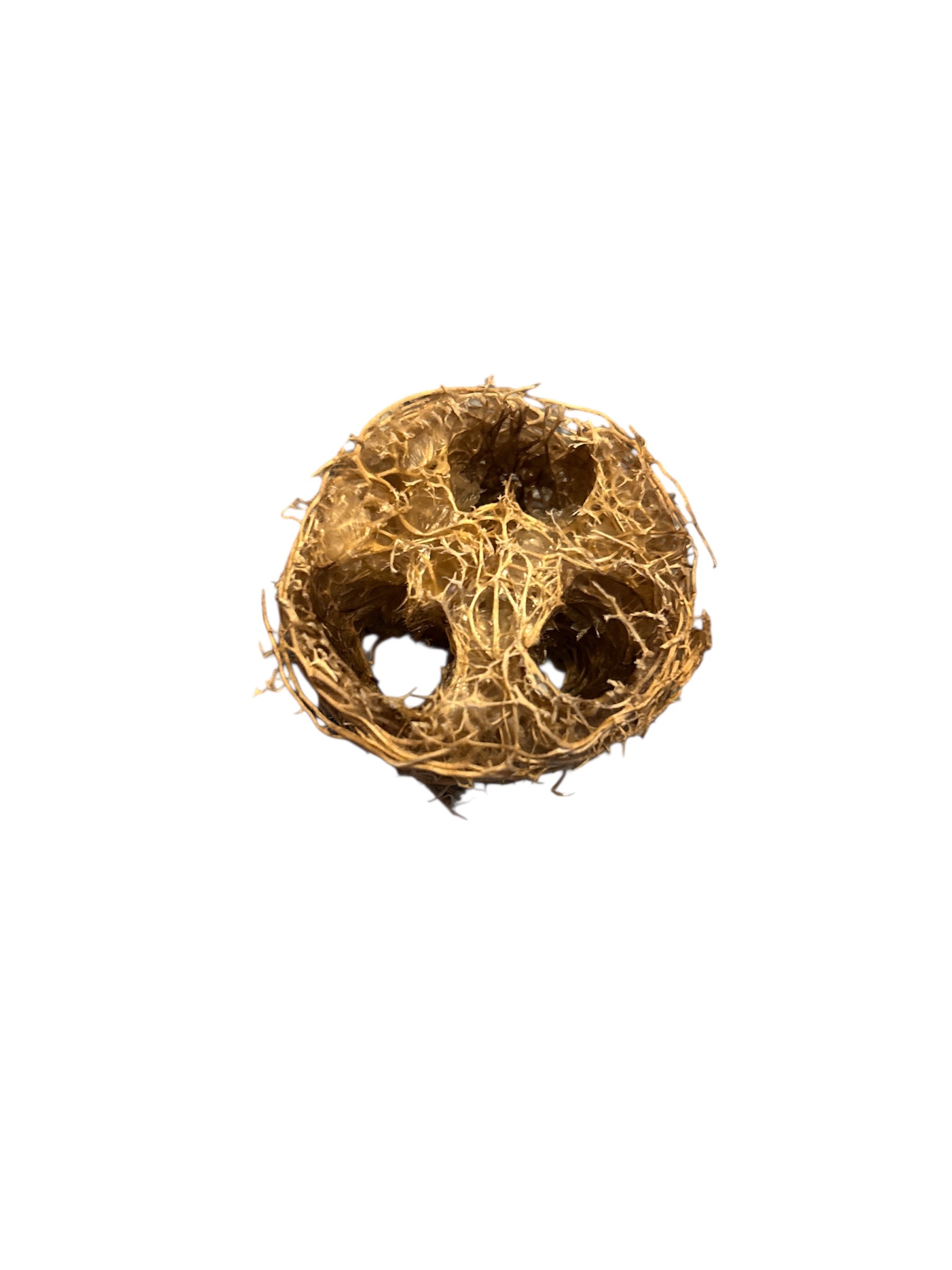 Loofah