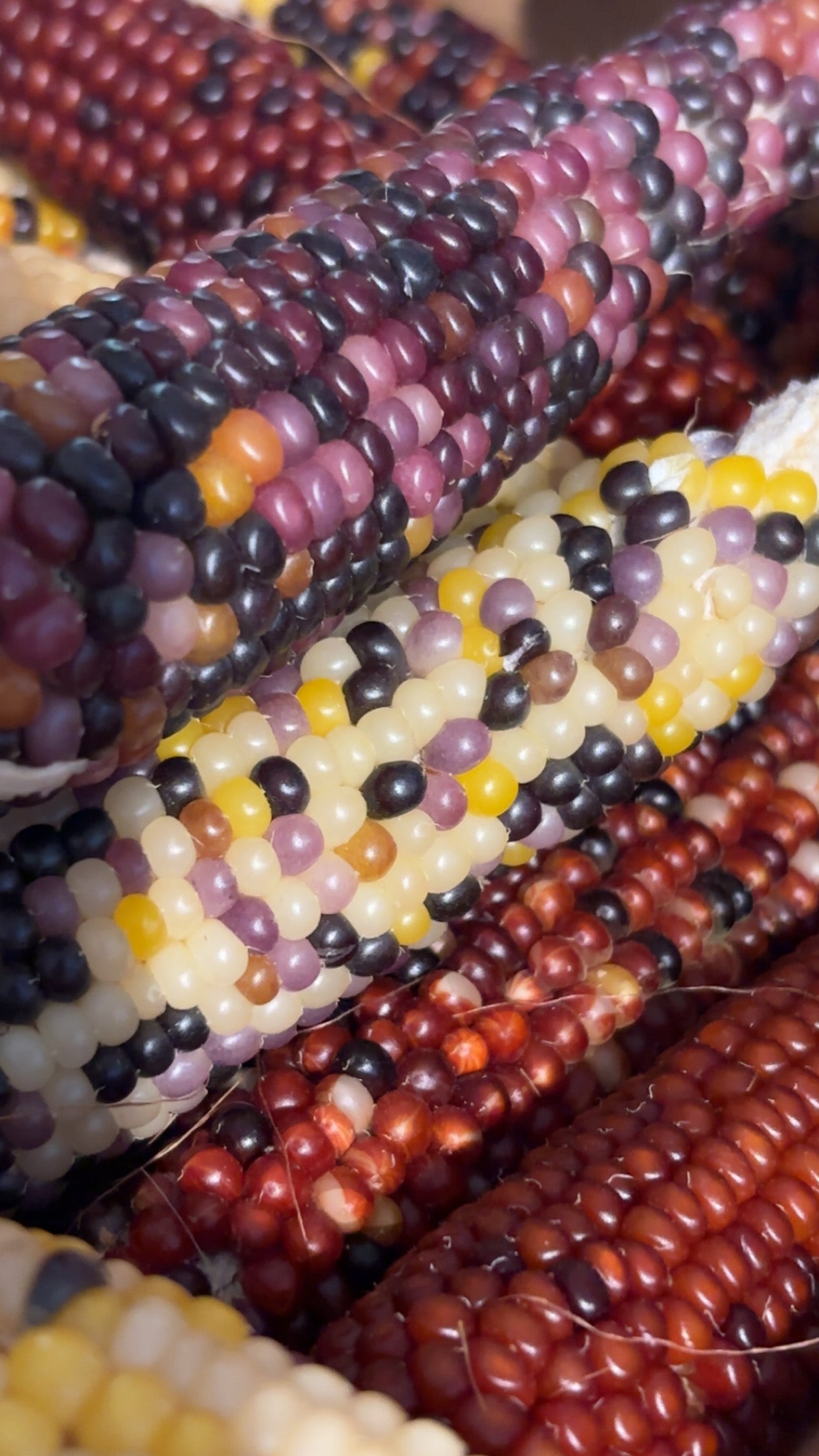 Corn Cobs
