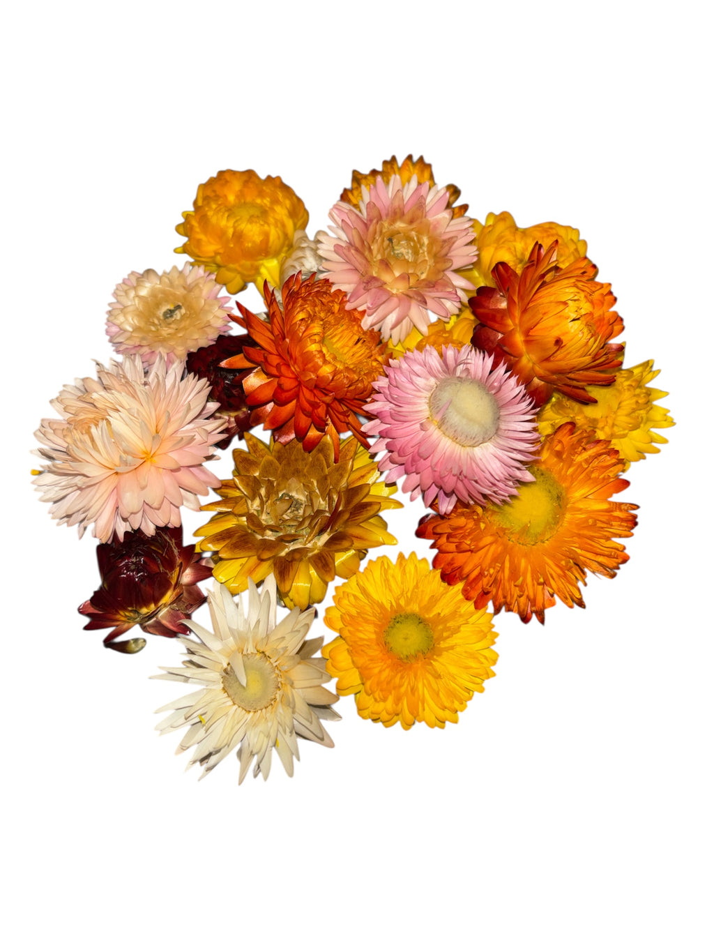 Strawflower Head Forage | Mixed Shades