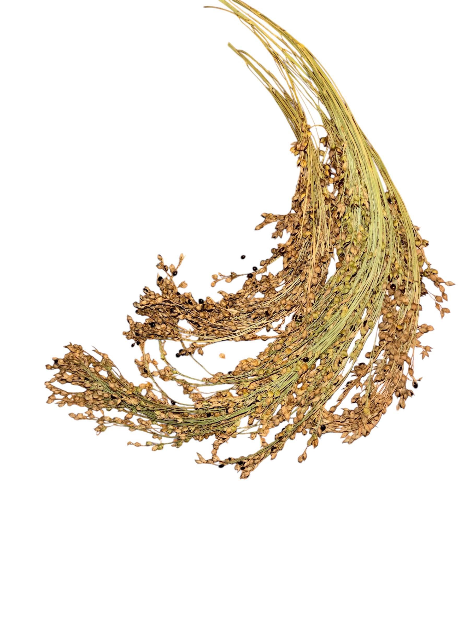 Panicle Millet- Black