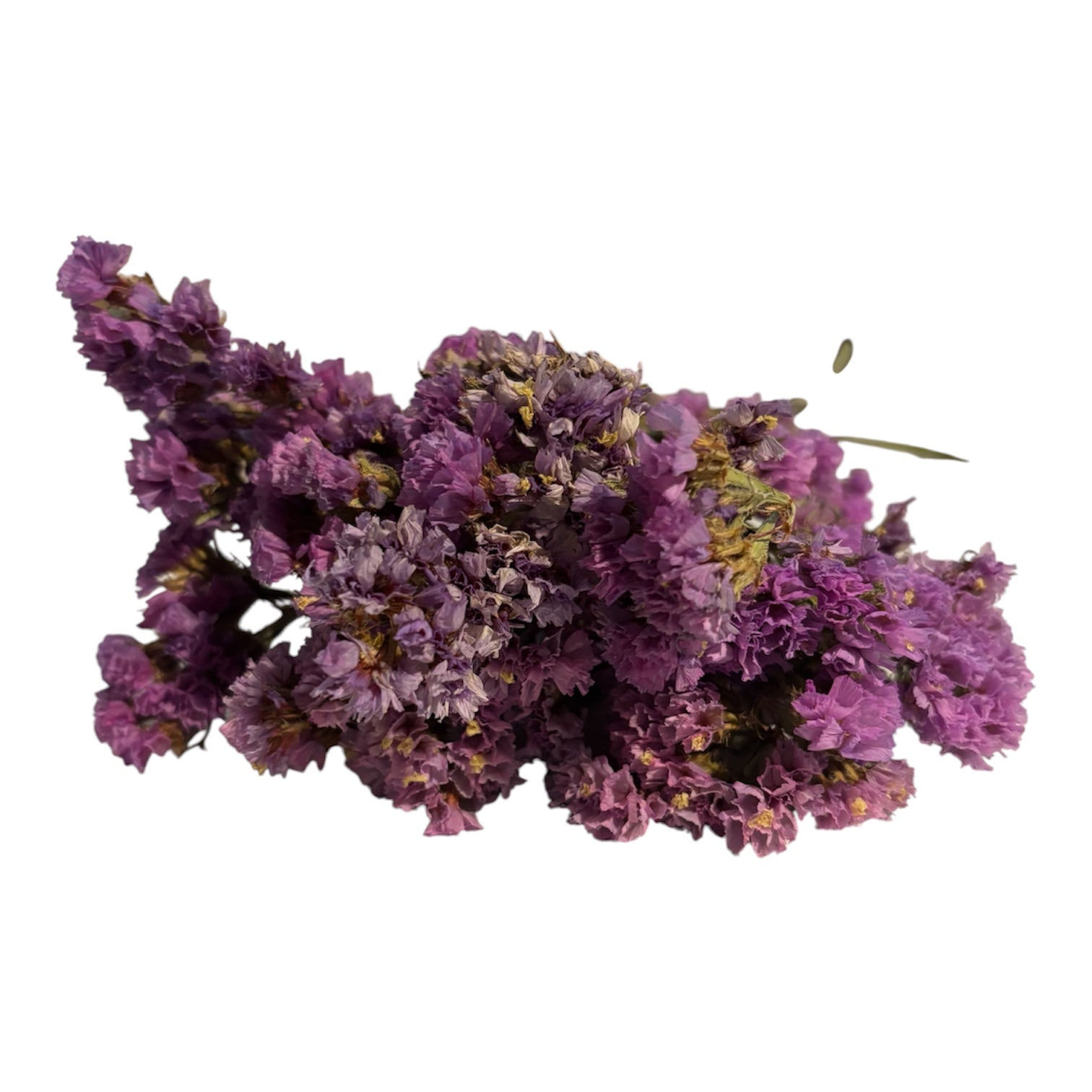Purple Statice Flowers