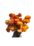 Strawflower Bunch | Pink, Yellow & Orange Tones for Small Animals