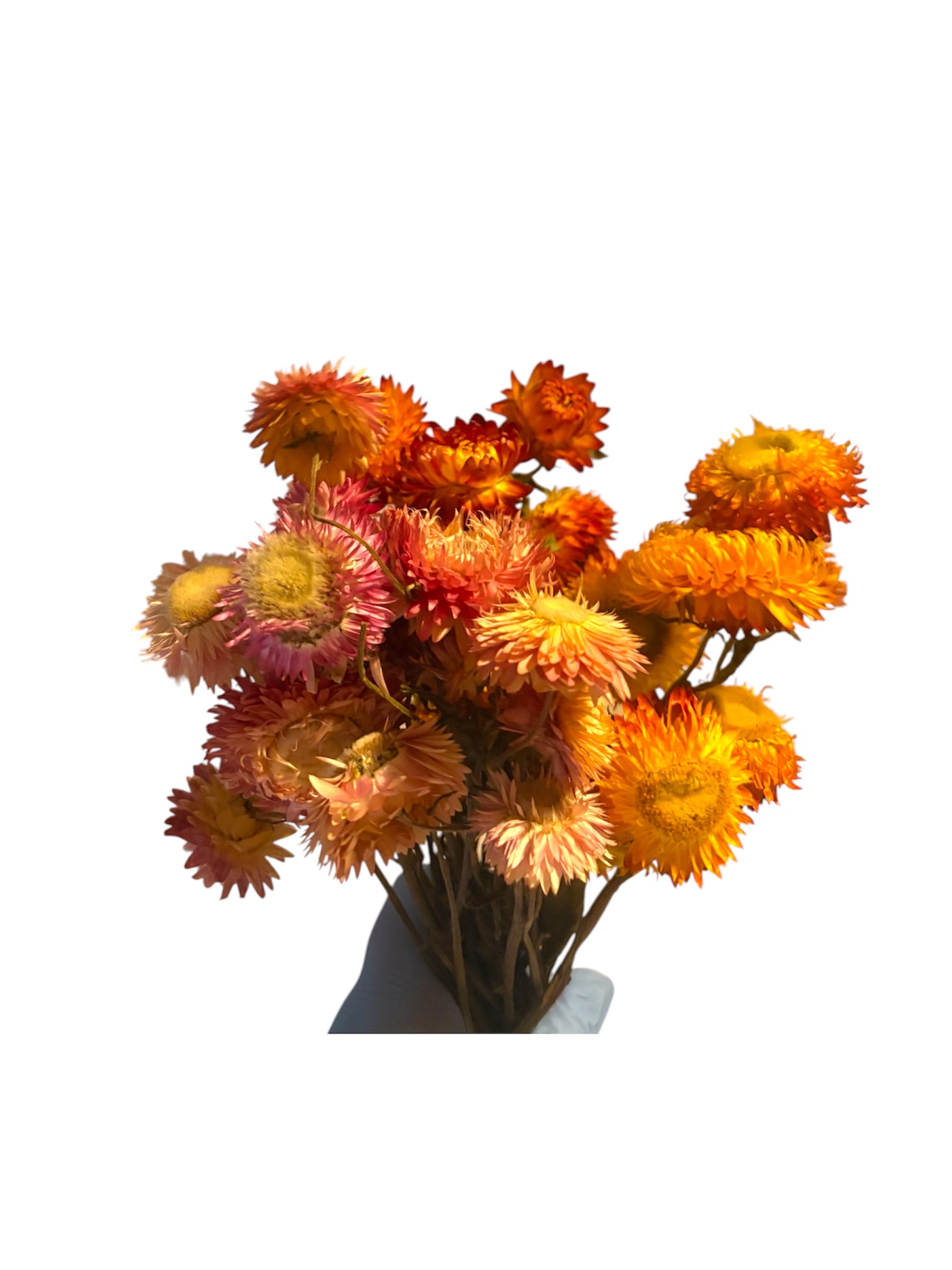 Strawflower Bunch | Pink, Yellow & Orange Tones for Small Animals