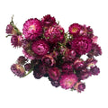 Dark Pink Strawflower Sprays for Small Animals | 10g Hamster Enclosure Decoration