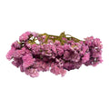 Pink Statice Sprays for Small Animals | 10g | Hamster Enclosure Decoration