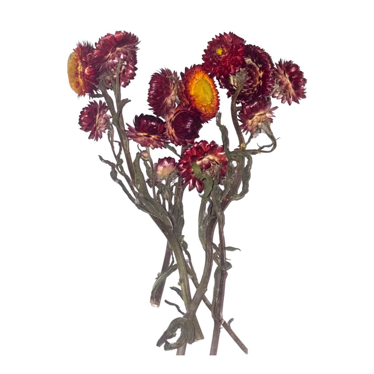 Red, Orange, Yellow Tone Strawflower Sprays for Small Animals | Hamster Enclosure Decoration | 10g