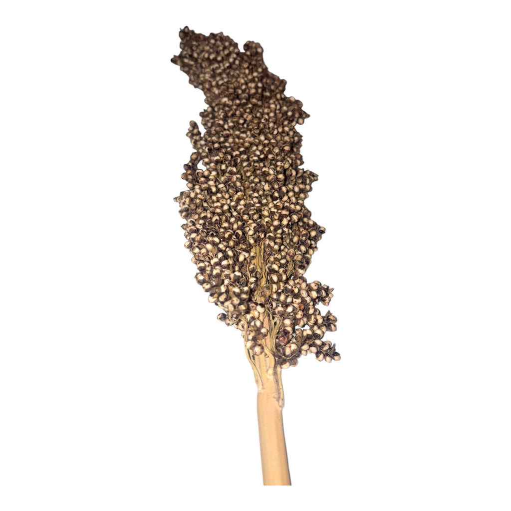 White Sorghum