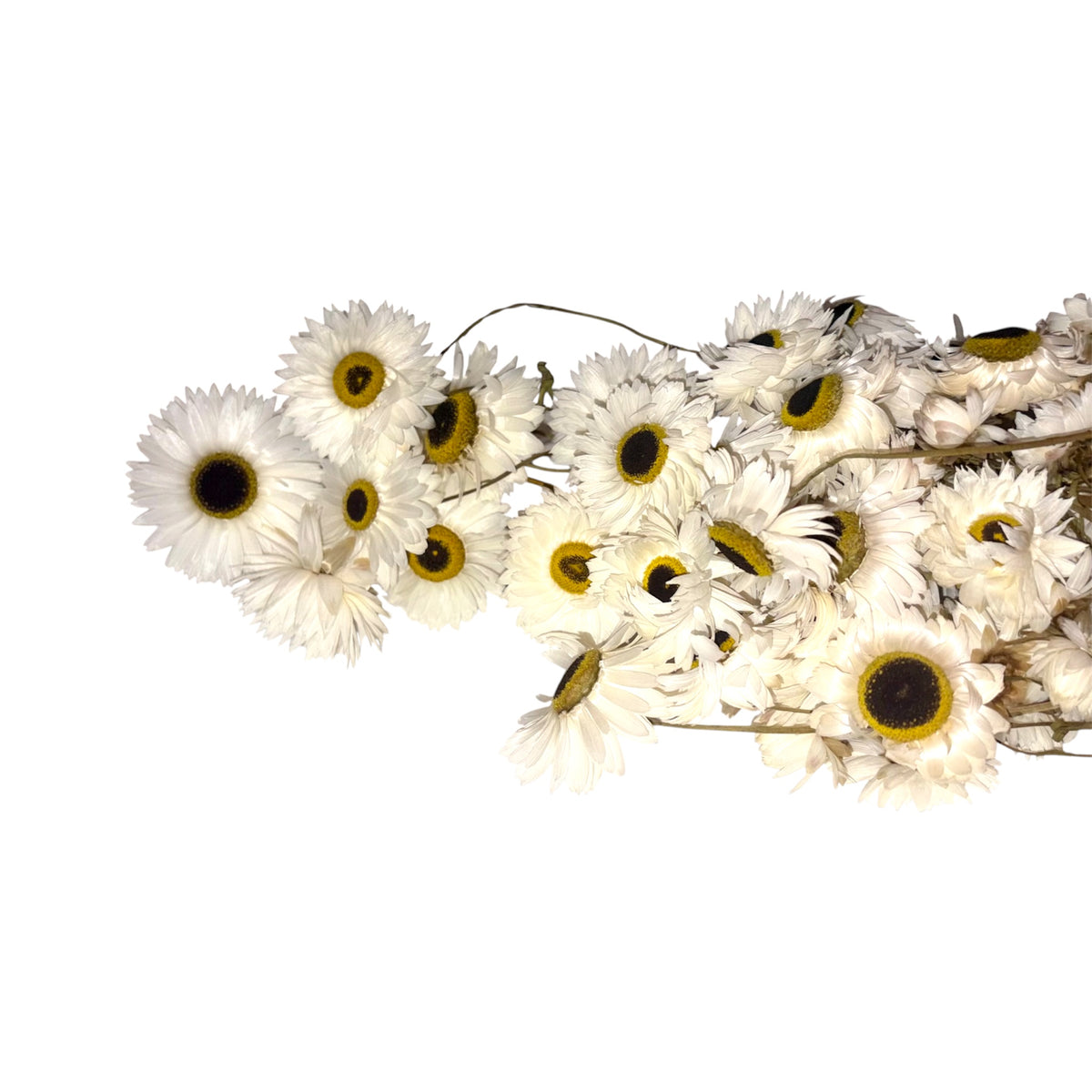 White Strawflower Sprays for Small Animals | Hamster