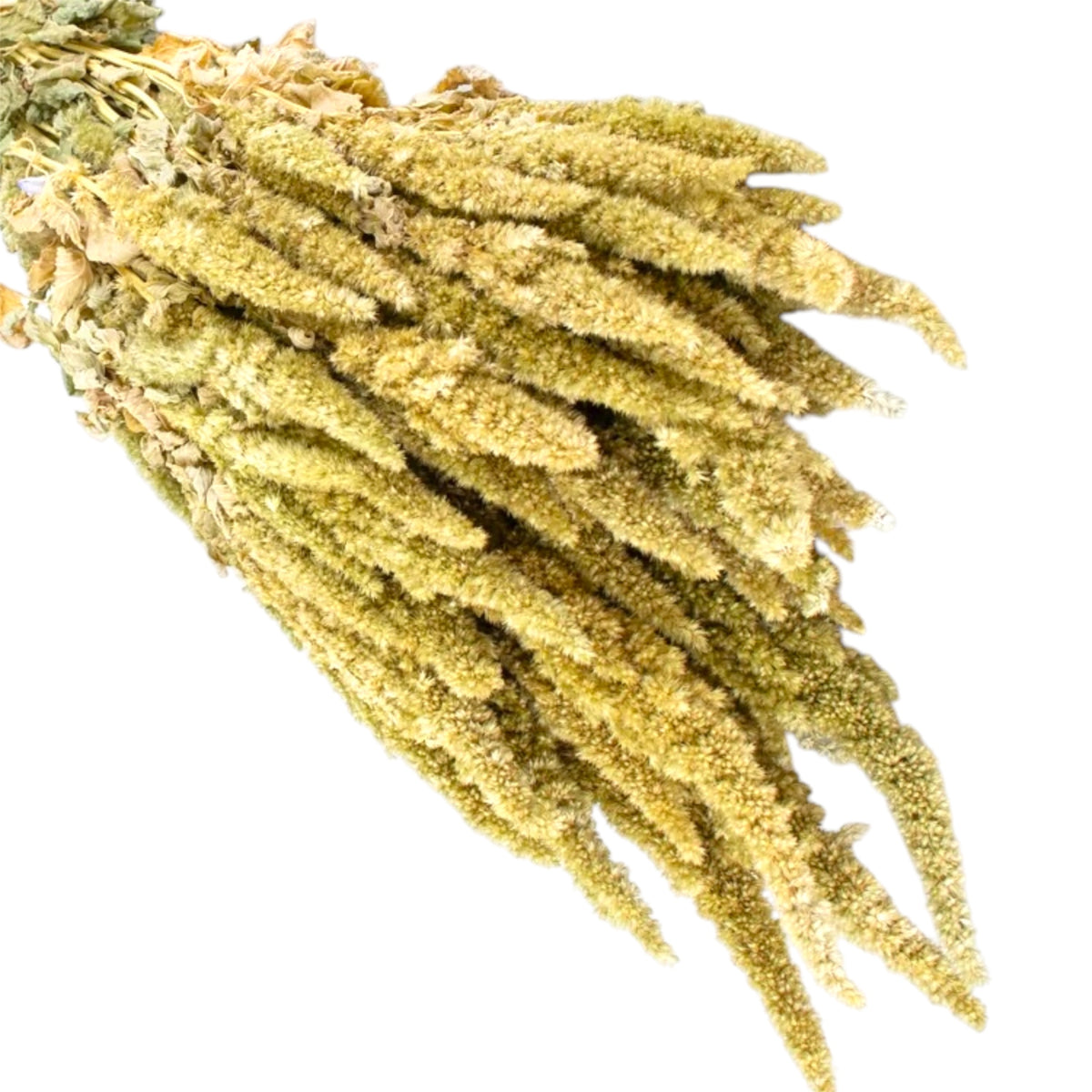 Green Amaranth