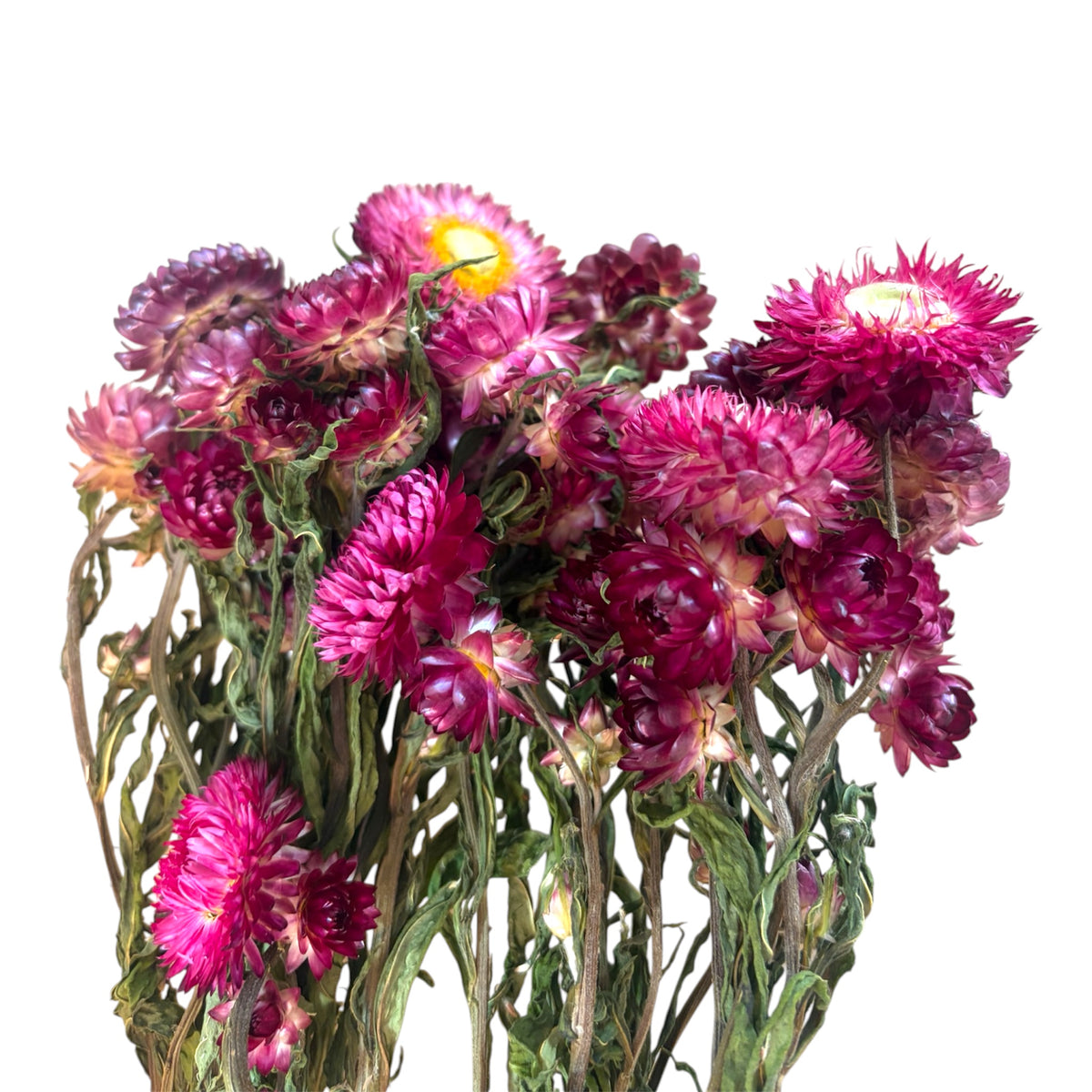 Dark Pink Strawflower Sprays for Small Animals | 10g Hamster Enclosure Decoration
