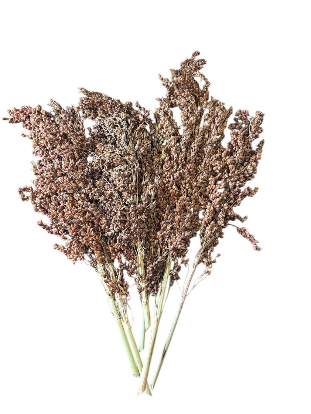 Sudan Grass