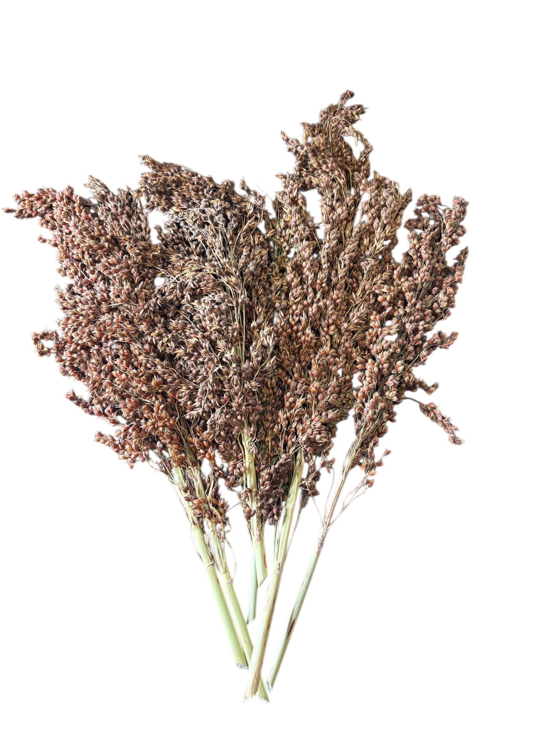 Sudan Grass